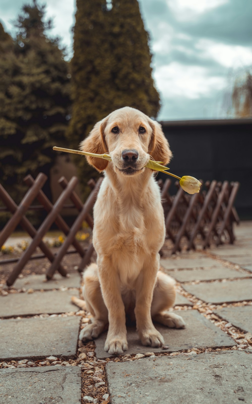 A happy golden retriever enjoying the outdoors